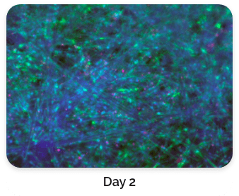 Live Cell Staining with Fluorescence Dyes day 2